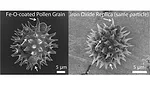 Magnetic Pollen Replicas