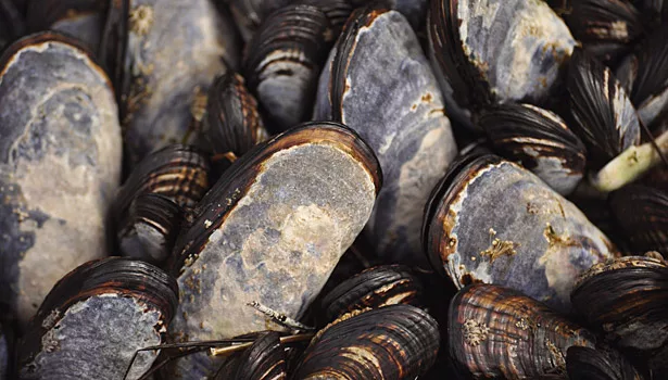 Mussels Inspire Innovative New Adhesive for Surgery