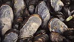 Mussels Inspire Innovative New Adhesive for Surgery