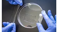Gloved hands holding a petri dish with a rectangle of transparent stretchy material