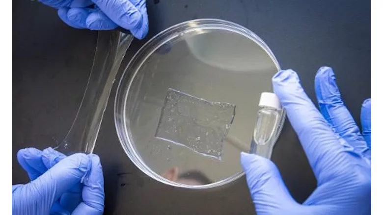 Gloved hands holding a petri dish with a rectangle of transparent stretchy material