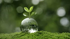 Sustainability Concept with Growing Plant Young plant growing from a glass globe on green moss.