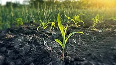 Crop Growth and Soil Nutrients Young crop with nutrient symbols over cultivated soil.