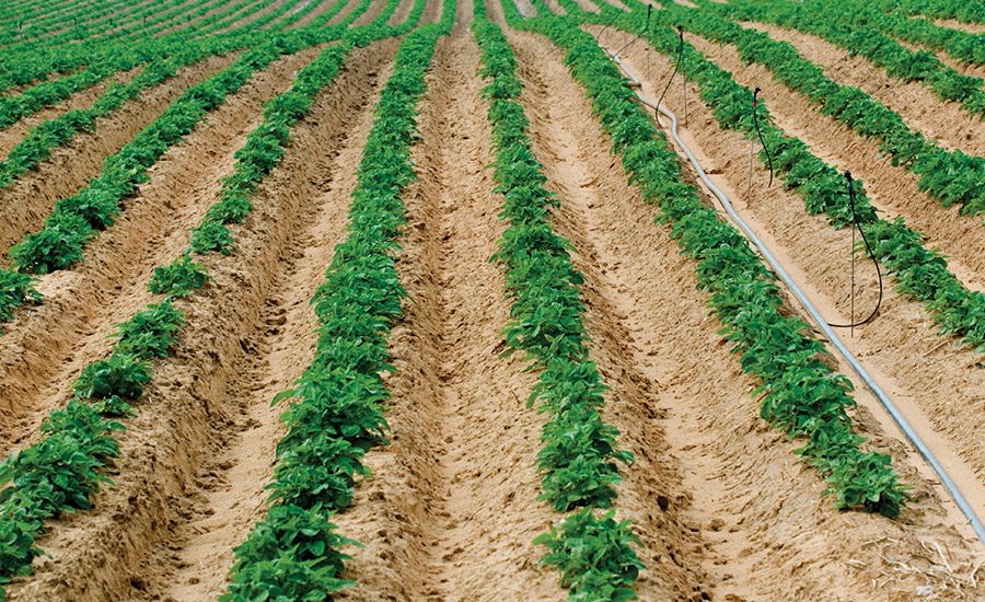 Biodegradable Polymers in Adhesive Systems 20070601 Adhesives