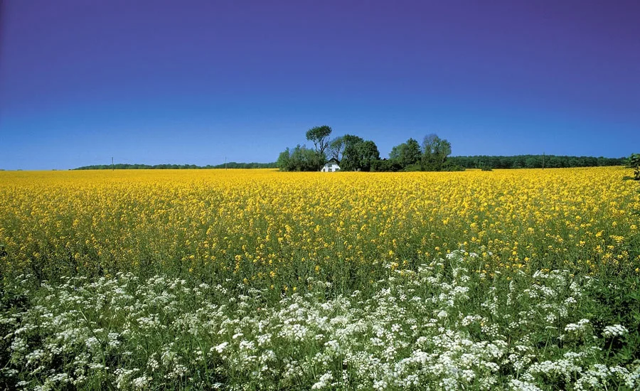 Photo of a flower field
