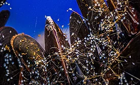 Purdue adhesive development shellfish