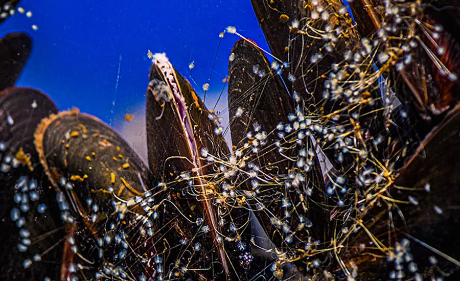 Purdue adhesive development shellfish