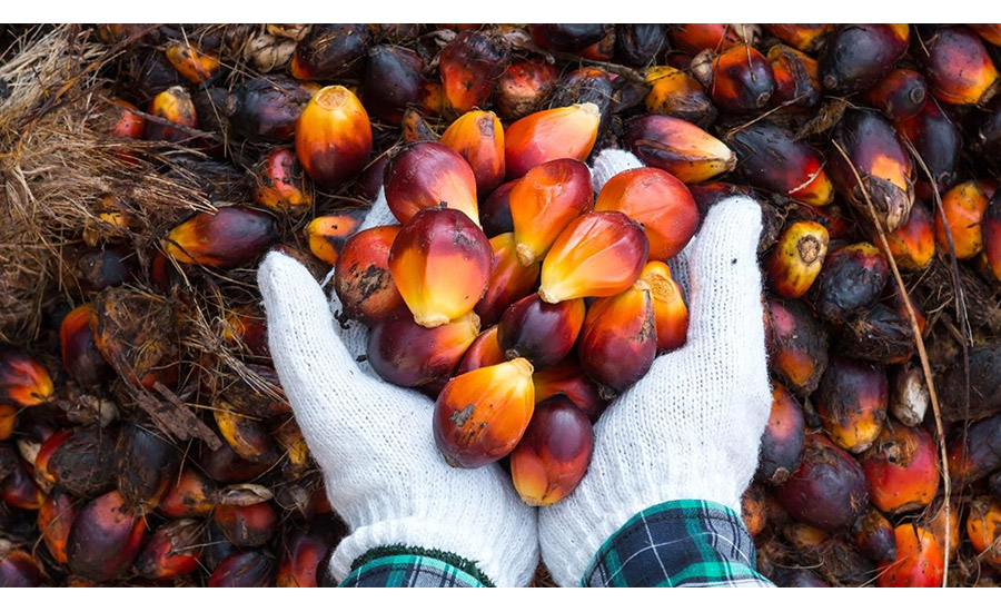 Image of palm kernels