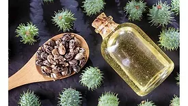 Arkema castor oil beans