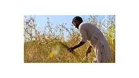 Image of a farmer practicing sustainability sourced by Ashland.