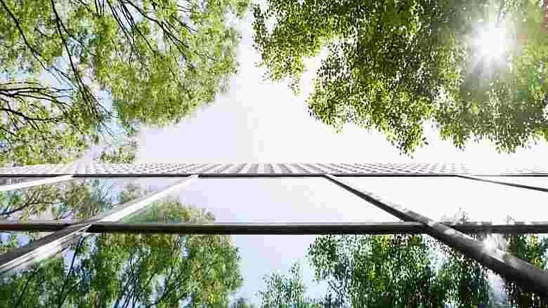 Image of sun shining through tree branches and windows.