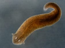Image of a flatworm