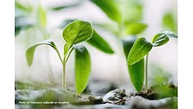 green-plants-francesco-gallarotti-ruQHpukrN7c-unsplash (1).jpg