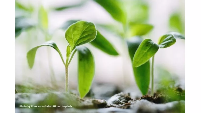 green-plants-francesco-gallarotti-ruQHpukrN7c-unsplash (1).jpg