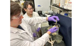 Purdue University Formulates Bio-based Glues