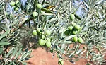 olives growing in a bush