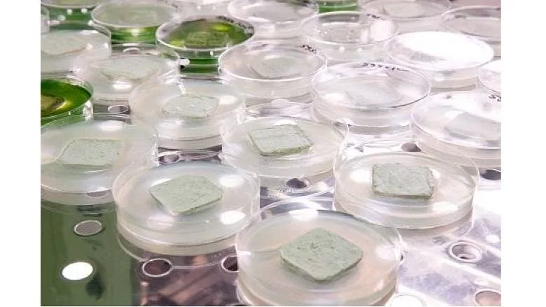 Testing algicidal function of coatings for outdoor applications in a LANXESS laboratory. 