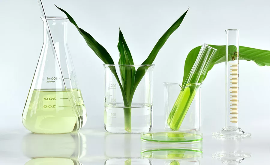 plants in science beakers