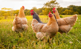 close up photo of chickens in a field