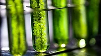 Close-up of a test tube with green liquid and plants inside.
