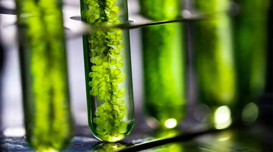 Close-up of a test tube with green liquid and plants inside.