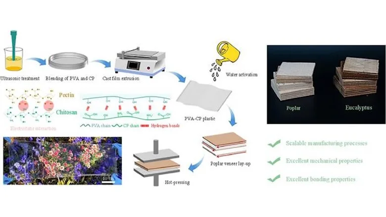 Picture of the process used to create the bioadhesive film