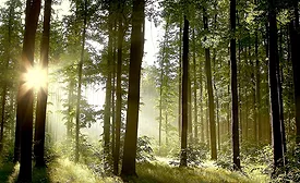 bio-based raw materials for adhesives