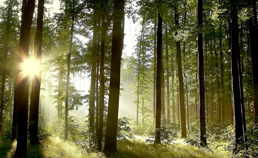 bio-based raw materials for adhesives