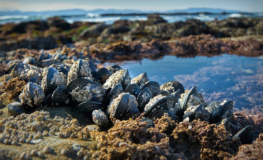 Researchers Draw Inspiration from Mussels and Mistletoe to Design Sustainable Materials