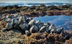 Picture of mussels