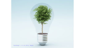 Image of green tree within clear lightbulb