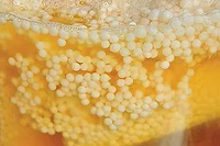 Carbon-negative bio-butanol production technology