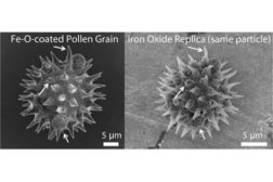 Magnetic pollen replicas