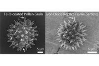 Magnetic pollen replicas
