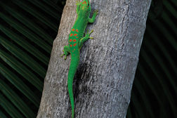 Reusable and Renewable Adhesive Mimics Geckos
