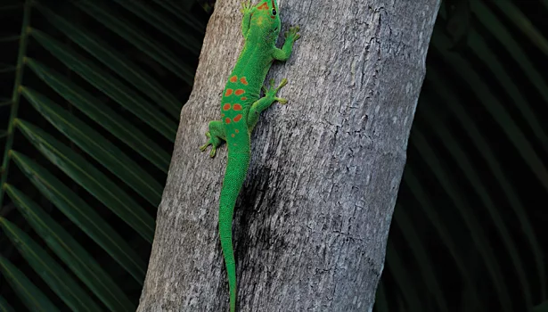 Reusable and Renewable Adhesive Mimics Geckos