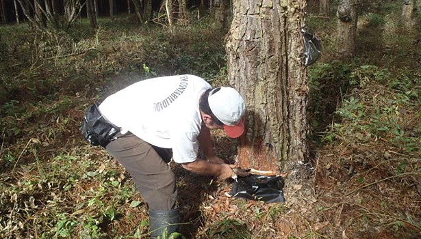 Sustainable Success for Adhesives and Sealants through Biorenewable Feedstocks