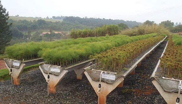 Sustainable Success for Adhesives and Sealants through Biorenewable Feedstocks