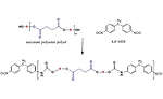 Advancing Adhesives: Bio-Based Succinic Acid Polyester Polyols