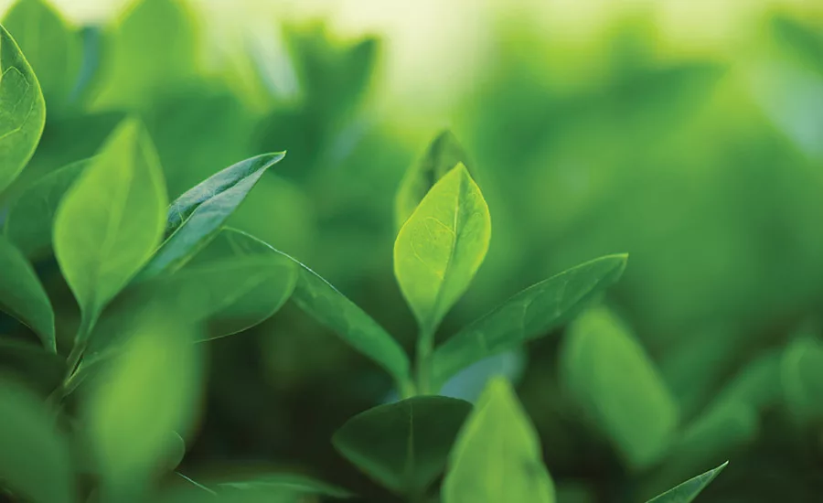 Bio-Based Feedstocks for Adhesives and Sealants: Everything Old is New Again