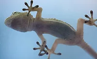 Gecko Gecko