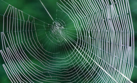 Spider Silk Brings Adhesive Opportunities