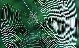 Spider Silk Brings Adhesive Opportunities