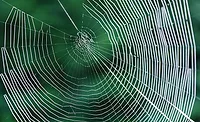 Spider Silk Brings Adhesive Opportunities
