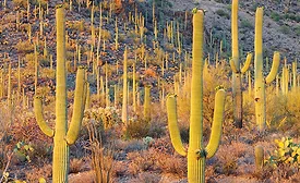 Future of the Adhesives and Sealants Industry