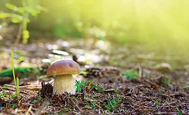 asi1119-DuPont-img1 asi1119-DuPont-img1