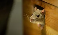 mouse in hole