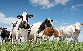 Cows in field
