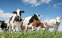 Cows in field