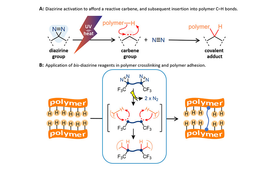 Mechanism of diazirine activation in polymer applications. 
